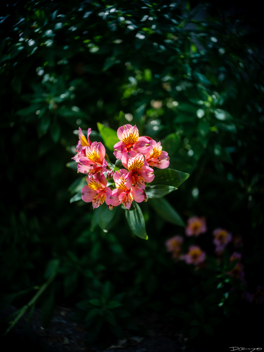 Pretty things that I wanted to take pictures of around Berkeley in 2023.